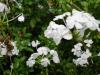 <img100*0:stuff/aj/42000/1258476226.jpg>
