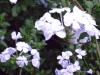 <img100*0:stuff/aj/42000/1258476390.jpg>
