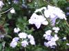 <img100*0:stuff/aj/42000/1258476489.jpg>