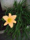 <img100*0:stuff/aj/42000/1258476714.jpg>