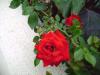 <img100*0:stuff/aj/42000/1258477094.jpg>