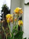 <img100*0:stuff/aj/42000/1258477115.jpg>