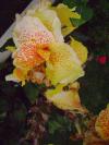 <img100*0:stuff/aj/42000/1258477333.jpg>