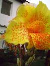 <img100*0:stuff/aj/42000/1258477441.jpg>