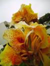 <img100*0:stuff/aj/42000/1258477465.jpg>