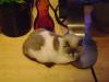 <img100*0:stuff/aj/42000/1258478823.jpg>