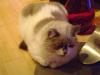<img100*0:stuff/aj/42000/1258496240.jpg>