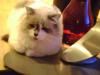<img100*0:stuff/aj/42000/1258496362.jpg>