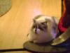 <img100*0:stuff/aj/42000/1258496428.jpg>