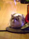 <img100*0:stuff/aj/42000/1258496455.jpg>