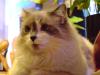 <img100*0:stuff/aj/42000/1258499613.jpg>
