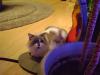 <img100*0:stuff/aj/42000/1258500919.jpg>