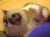 <img100*0:stuff/aj/42000/1258500968.jpg>