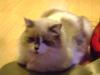 <img100*0:stuff/aj/42000/1258501038.jpg>
