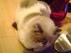 <img100*0:stuff/aj/42000/1258501182.jpg>