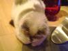 <img100*0:stuff/aj/42000/1258501332.jpg>