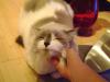 <img100*0:stuff/aj/42000/1258501683.jpg>