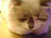<img100*0:stuff/aj/42000/1258501724.jpg>