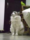 <img100*0:stuff/aj/42000/1258562019.jpg>