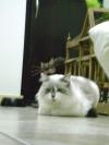 <img100*0:stuff/aj/42000/1258562855.jpg>