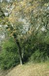<img100*0:stuff/aj/42000/1262638766.jpg>