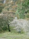 <img100*0:stuff/aj/42000/1262638979.jpg>