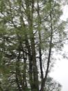 <img100*0:stuff/aj/42000/1262639074.jpg>