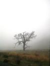 <img100*0:stuff/aj/42000/1262644554.jpg>