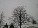 Trees for the season