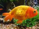 Fishies!!