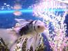 <img100*0:stuff/aj/42000/1264608144.jpg>