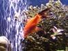 <img100*0:stuff/aj/42000/1264609352.jpg>