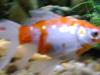 <img100*0:stuff/aj/42000/1264609439.jpg>
