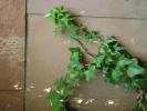 ivy