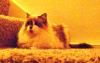 <img100*0:stuff/aj/42000/1265136417.jpg>