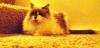 <img100*0:stuff/aj/42000/1265136467.jpg>