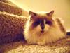<img100*0:stuff/aj/42000/1265216453.jpg>