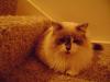 <img100*0:stuff/aj/42000/1265216743.jpg>