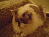 <img100*0:stuff/aj/42000/1265216770.jpg>