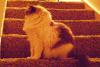 <img100*0:stuff/aj/42000/1265216793.jpg>