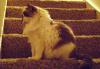 <img100*0:stuff/aj/42000/1265216821.jpg>