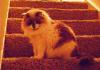 <img100*0:stuff/aj/42000/1265216985.jpg>