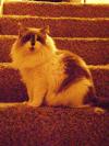 <img100*0:stuff/aj/42000/1265217614.jpg>