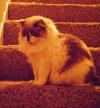 <img100*0:stuff/aj/42000/1265217642.jpg>