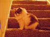 <img100*0:stuff/aj/42000/1265217900.jpg>