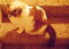 <img100*0:stuff/aj/42000/1265217933.jpg>