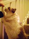 <img100*0:stuff/aj/42000/1265218113.jpg>