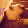 <img100*0:stuff/aj/42000/1265218165.jpg>