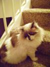<img100*0:stuff/aj/42000/1265218242.jpg>