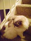 <img100*0:stuff/aj/42000/1265220107.jpg>